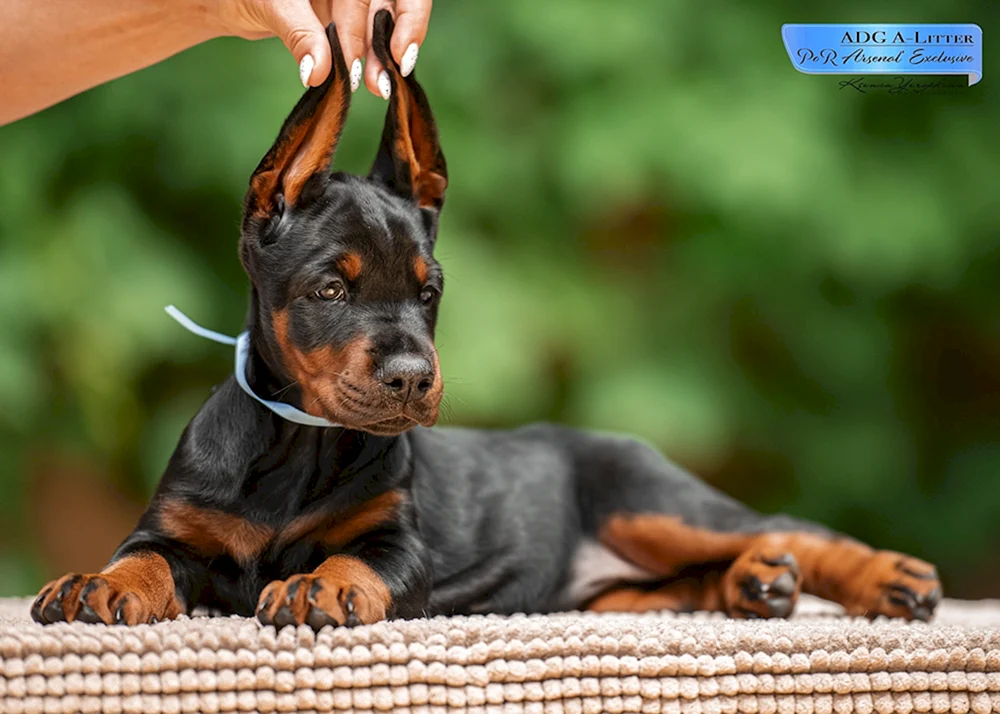 Blauer Dobermann