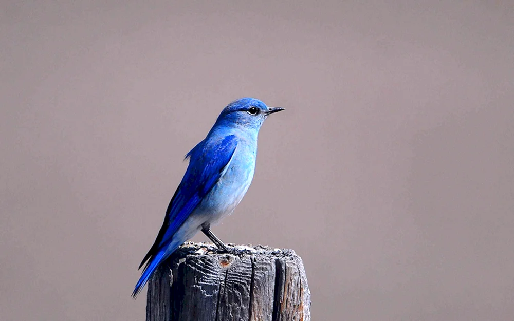 Blauer Buchfink