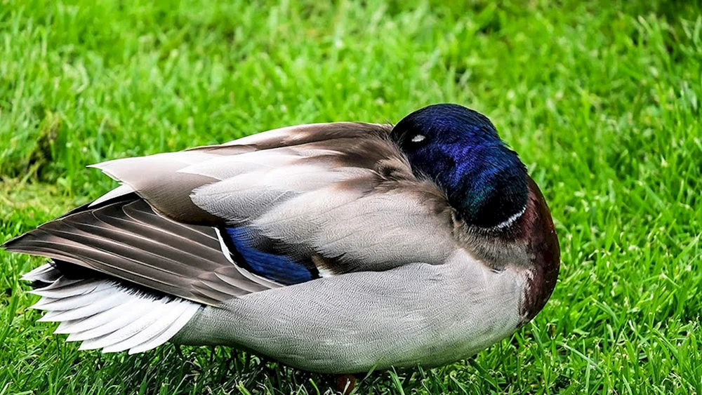 Vogel schläft