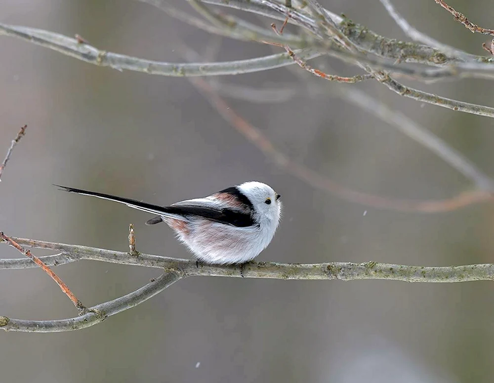 Langschwanzwasseramsel