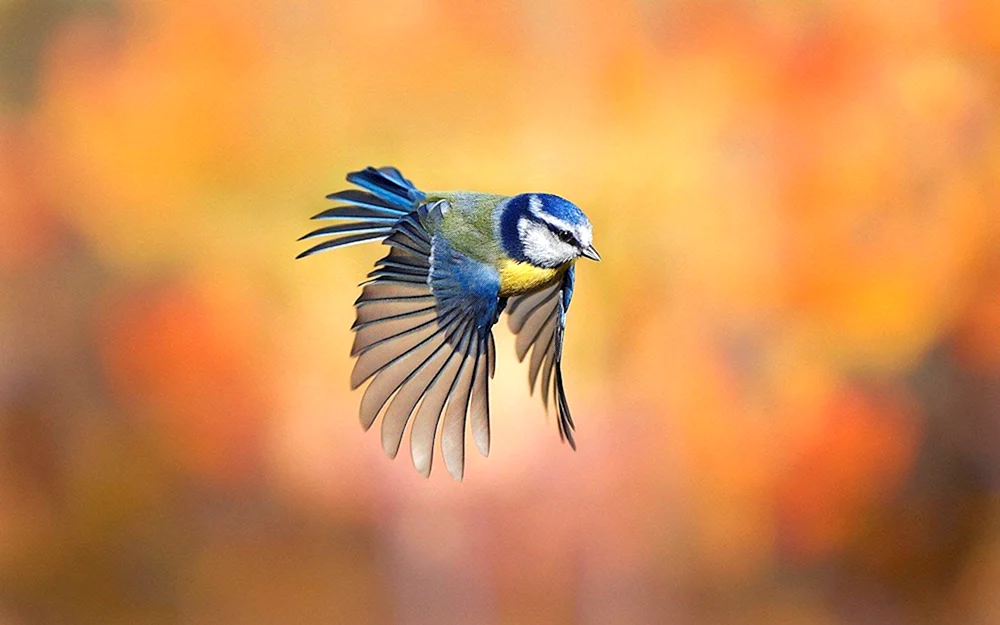 Vögel am Himmel