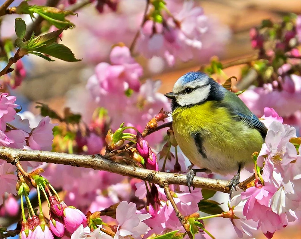 FrühlingsmeiseLerche auf Flieder