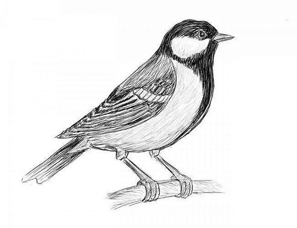 Vogelzeichnung