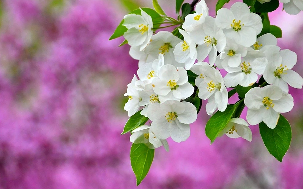 Flieder-Jasmin-Kirschblüte
