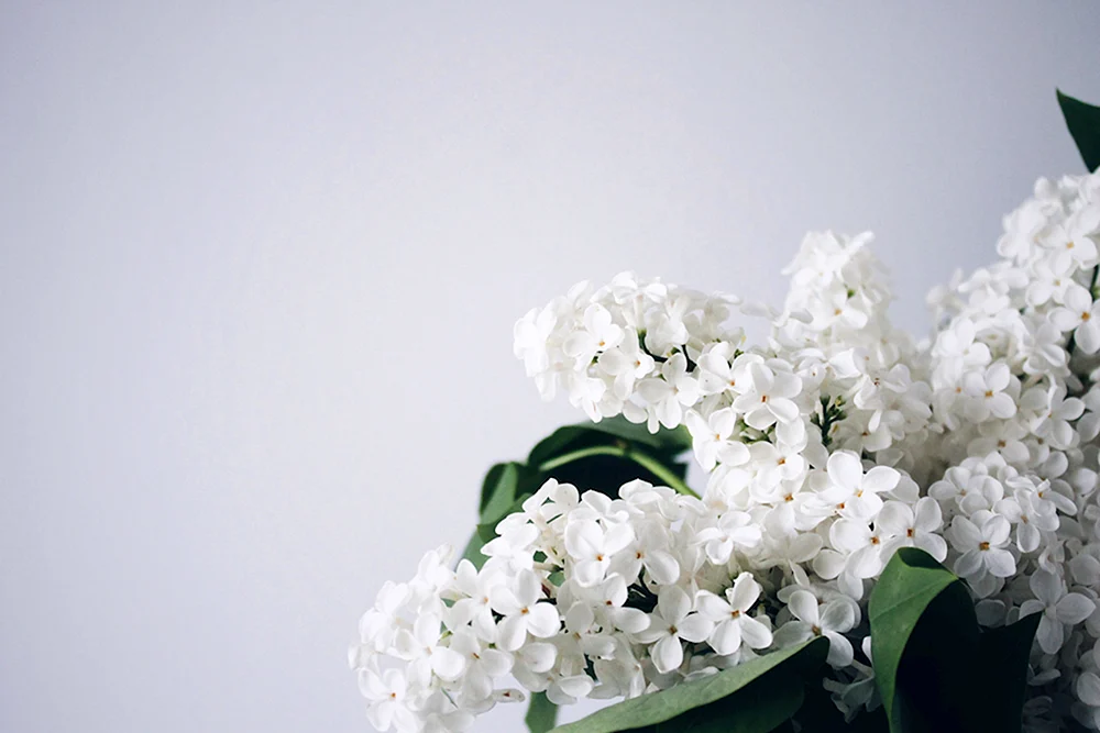 Flieder Jasmin Kirsche