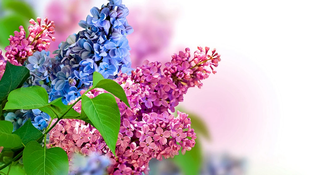 Blumen für den Bildschirmschoner