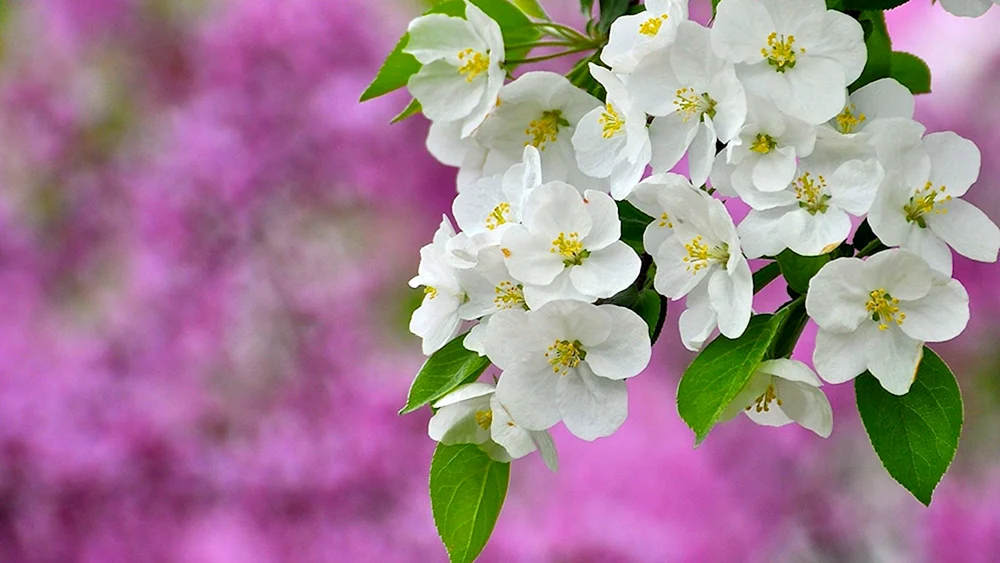 Sakura-Kirschblütenbaum