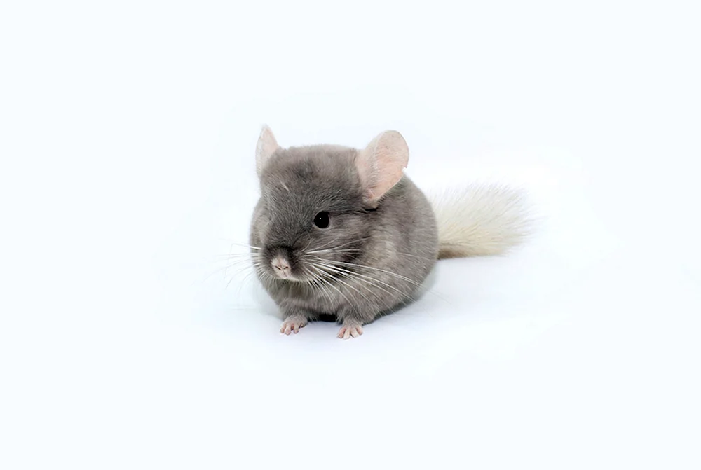 Fliederchinchilla