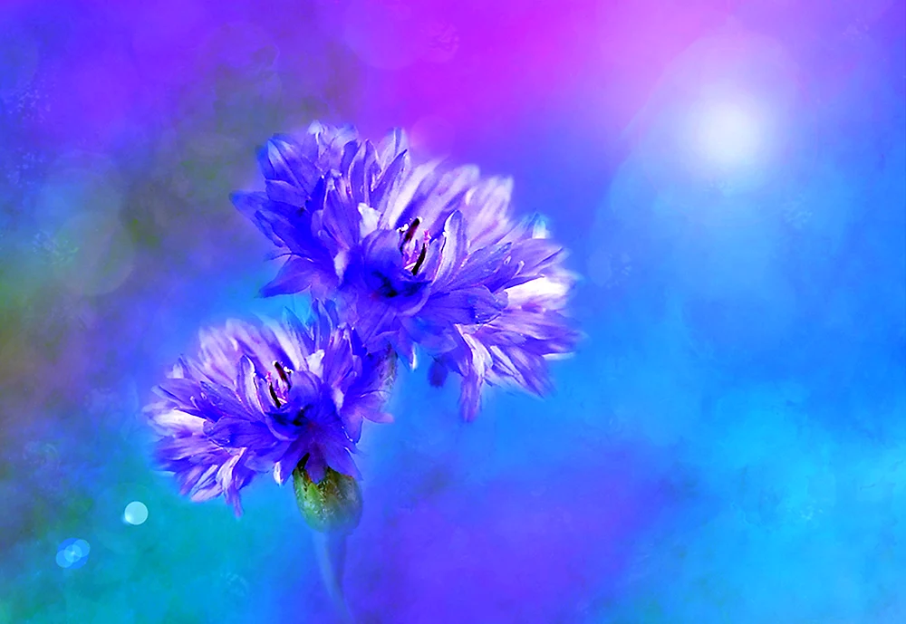 Wasilka blaue Kornblume