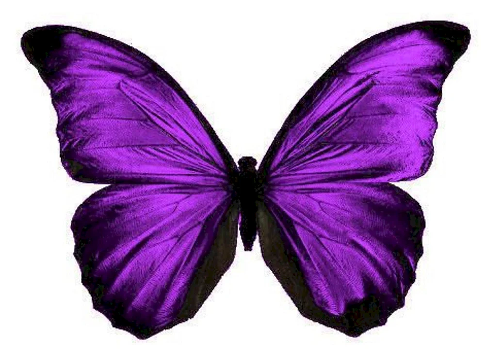Lila Schmetterling