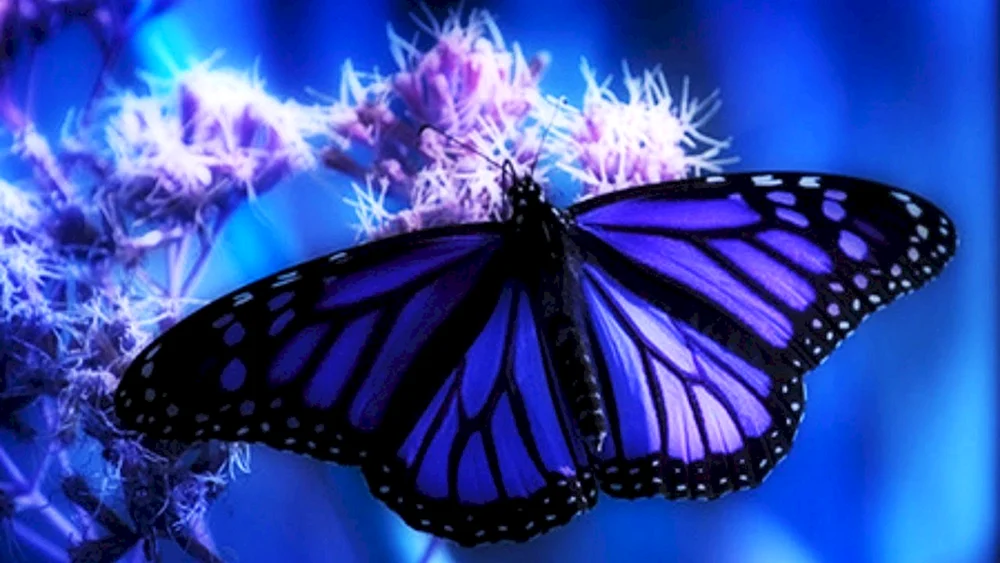 Lila Schmetterling