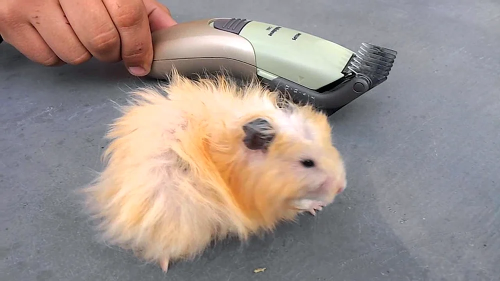 Zwerggopherschildkröte