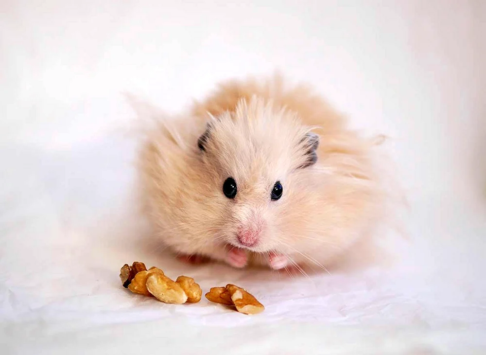 Syrischer Angorahamster