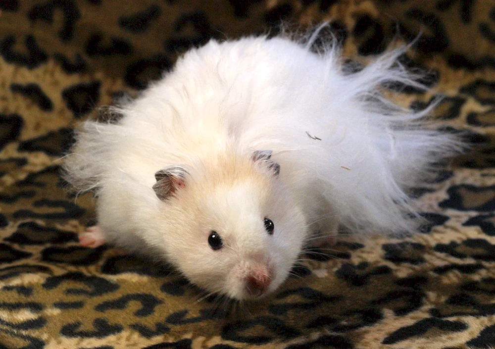 Syrischer Angorahamster