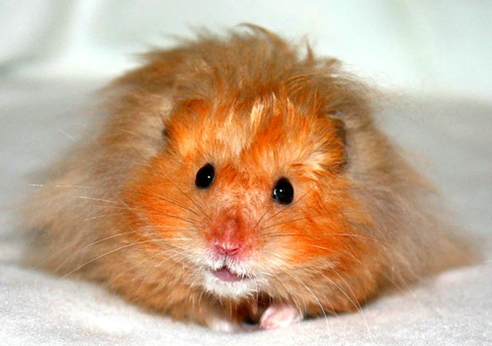 Syrischer Angorahamster