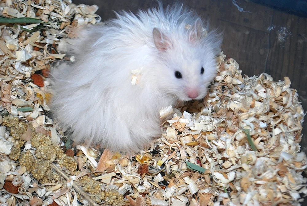 Syrischer Angorahamster