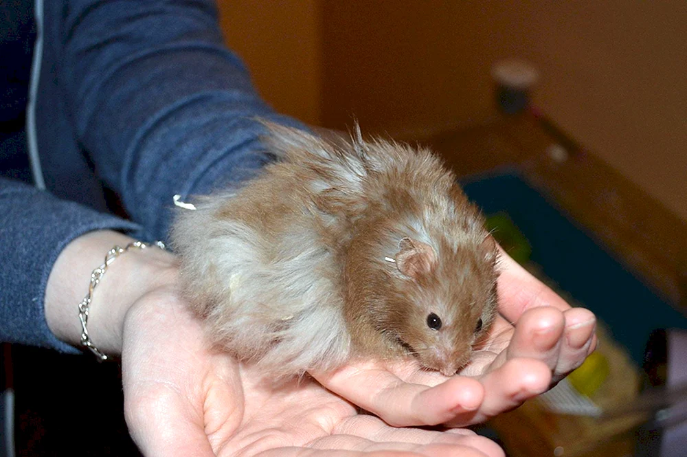 Syrischer Angorahamster