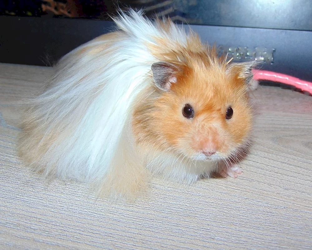 Syrischer Angorahamster