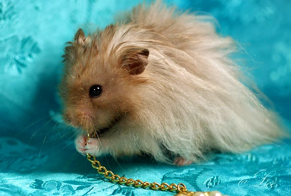 Syrischer Angorahamster