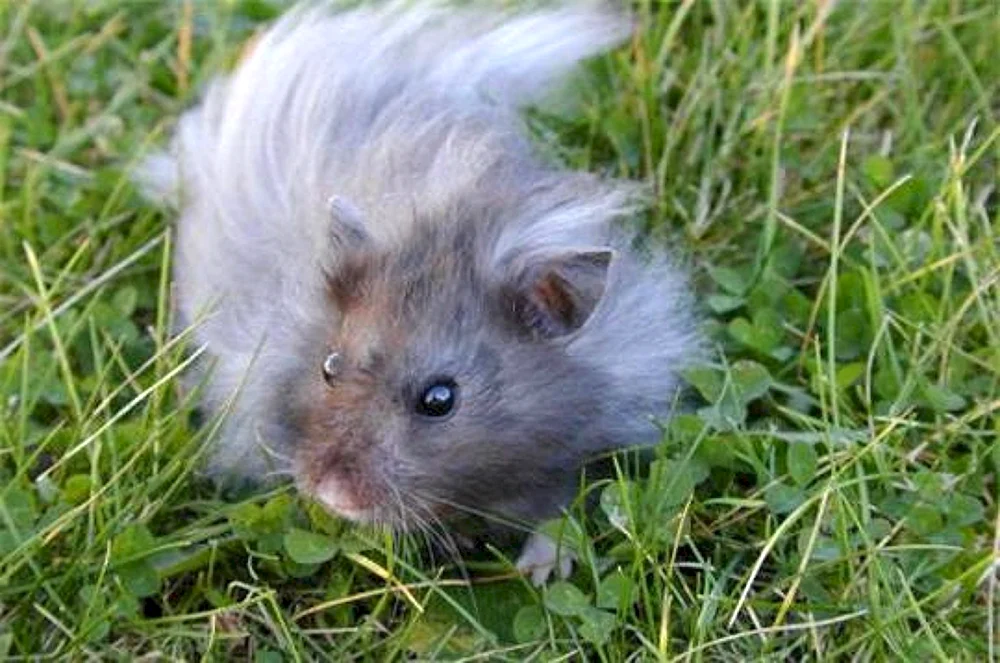 Syrischer Angorahamster