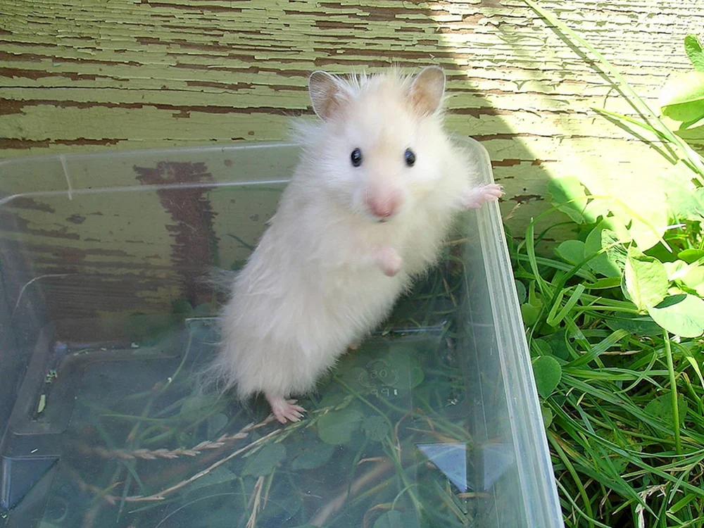 Syrischer Angorahamster