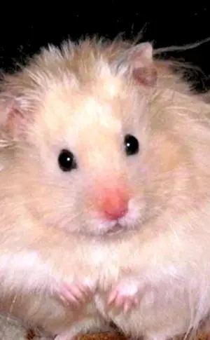 Syrischer Angorahamster