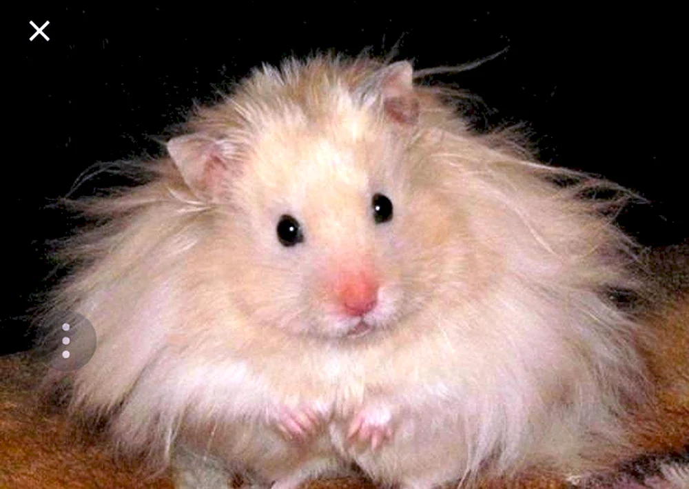Syrischer Angorahamster