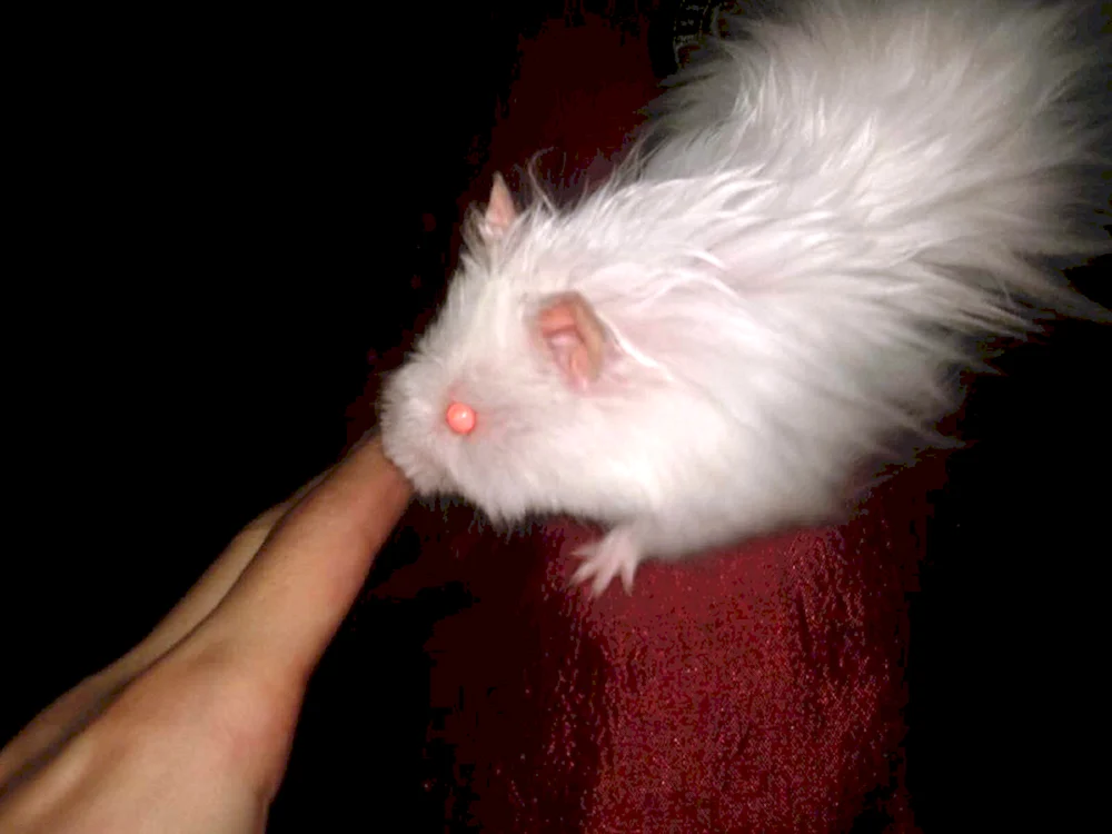 Syrischer Angorahamster