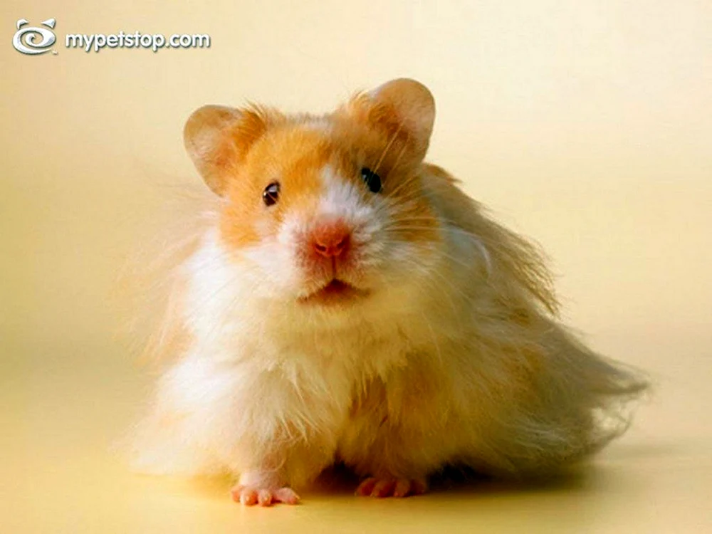 Syrischer Angorahamster