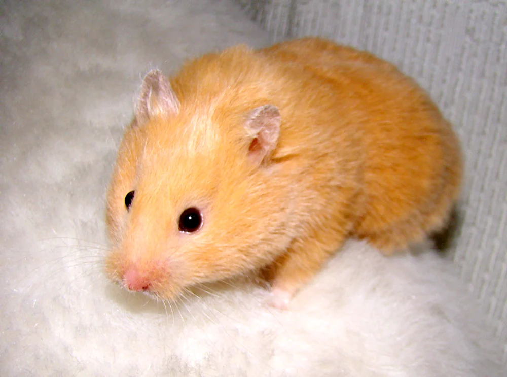 Syrischer Angorahamster