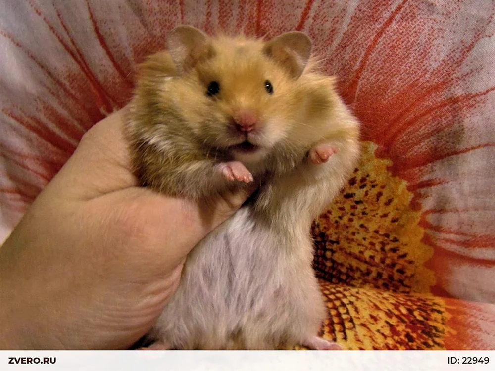 Syrischer Angorahamster