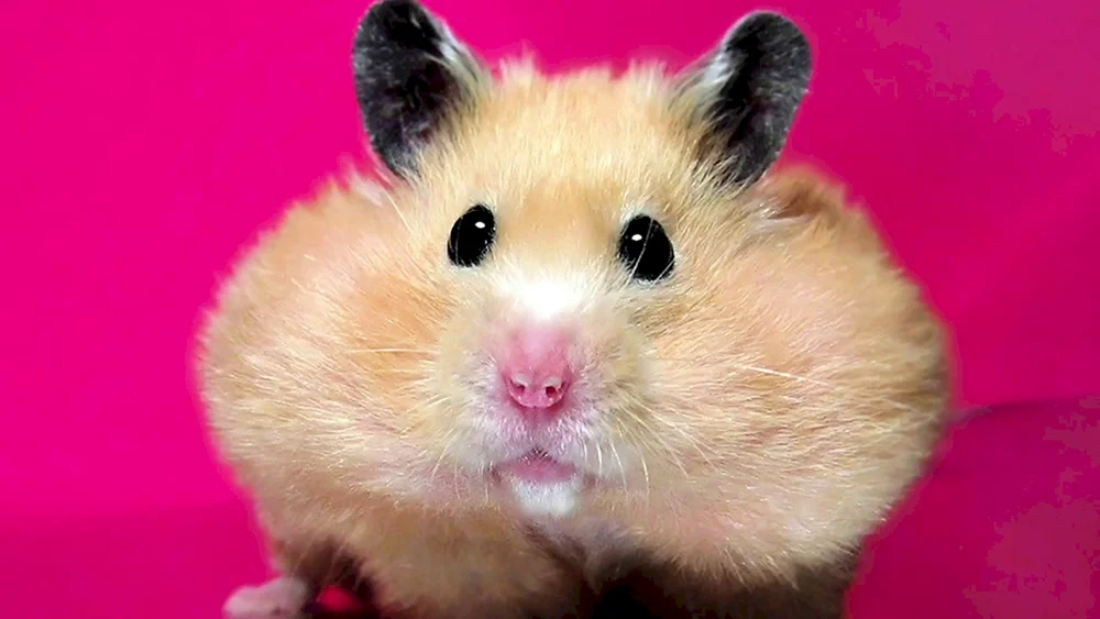 Cool Ratte