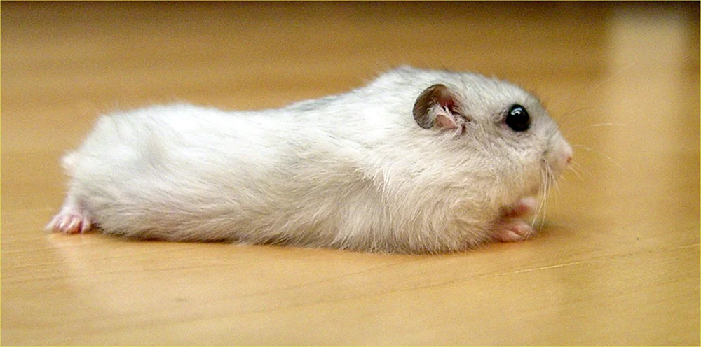 Syrischer Angorahamster