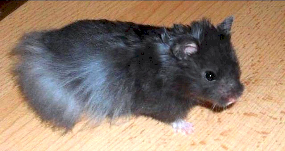 Syrischer Hamster schwarz