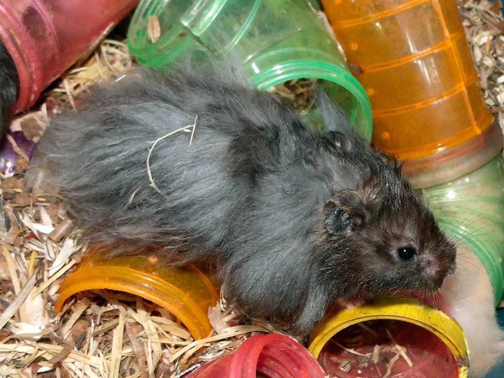 Hamster Angora schwarz Syrisch