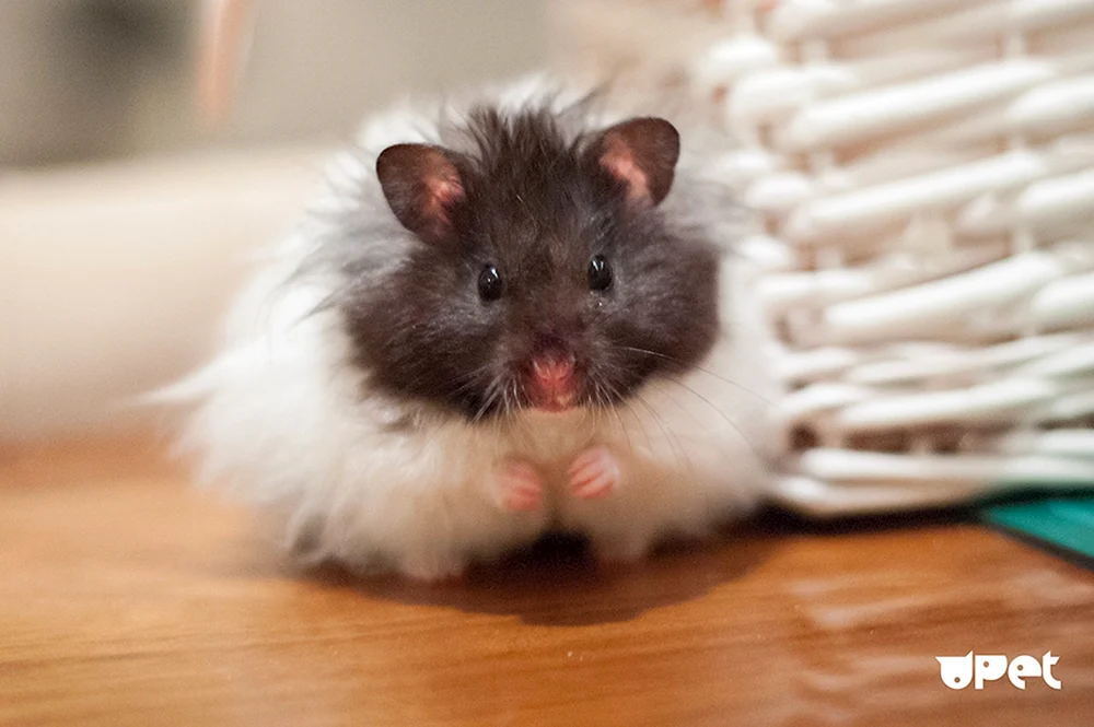 Syrischer schwarzer Jungarischer Hamster