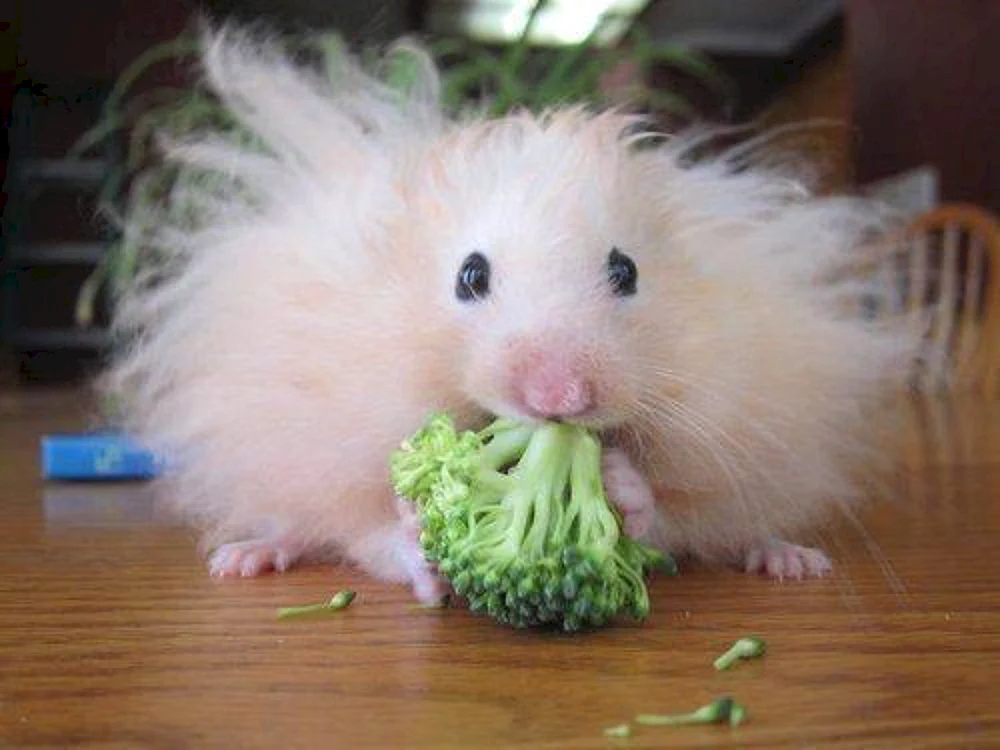 Syrischer Angorahamster