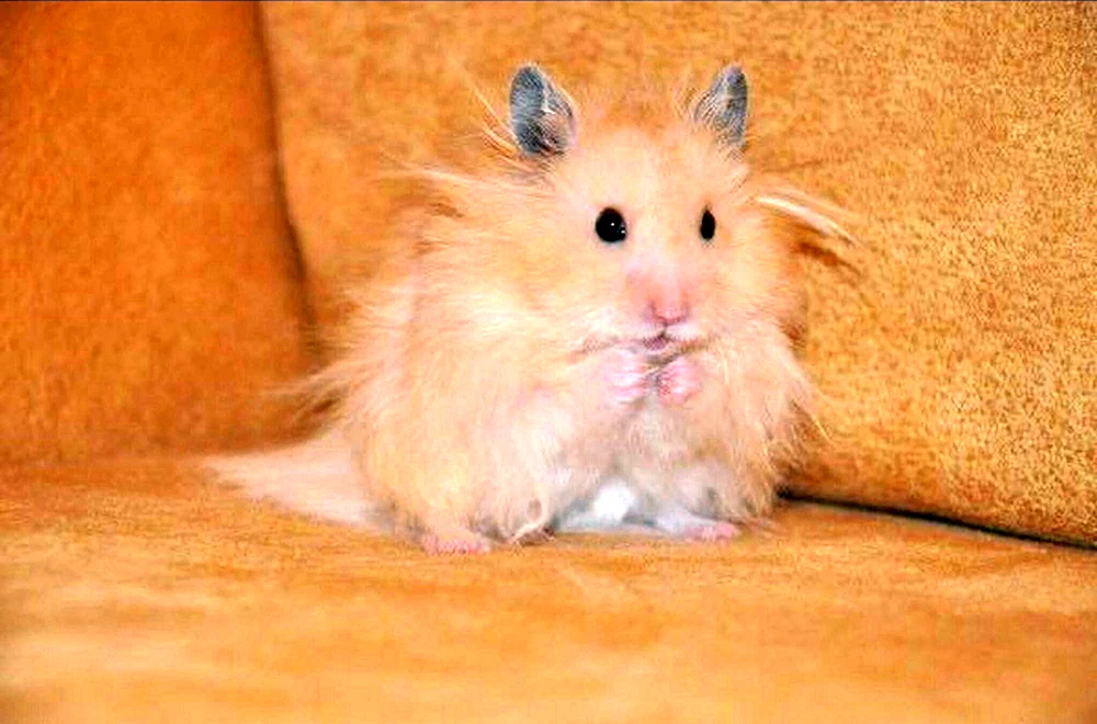 Syrischer Angorahamster