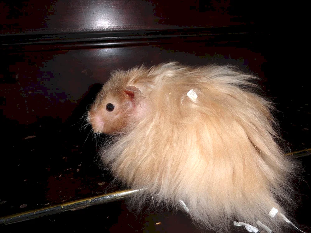 Syrischer Angorahamster