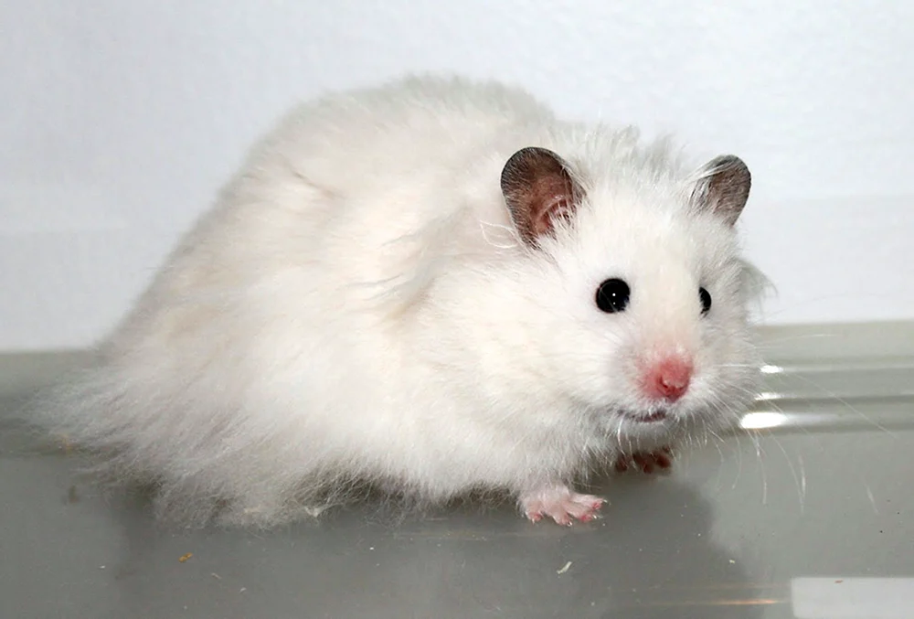 Syrischer Angorahamster