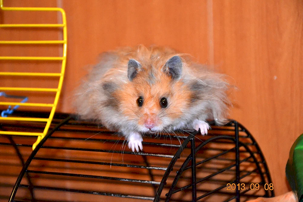 Syrischer Angorahamster Hamster