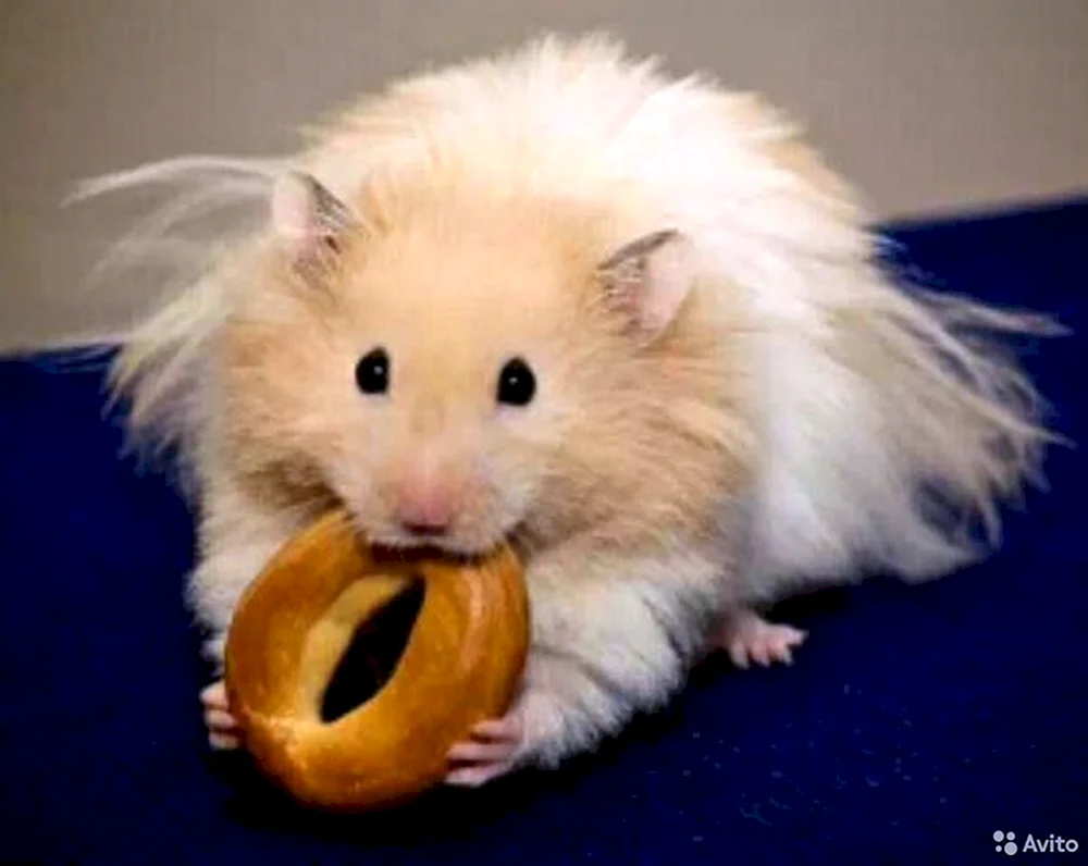 Syrischer Angorahamster