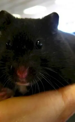 Syrischer Glatthaarhamster schwarz