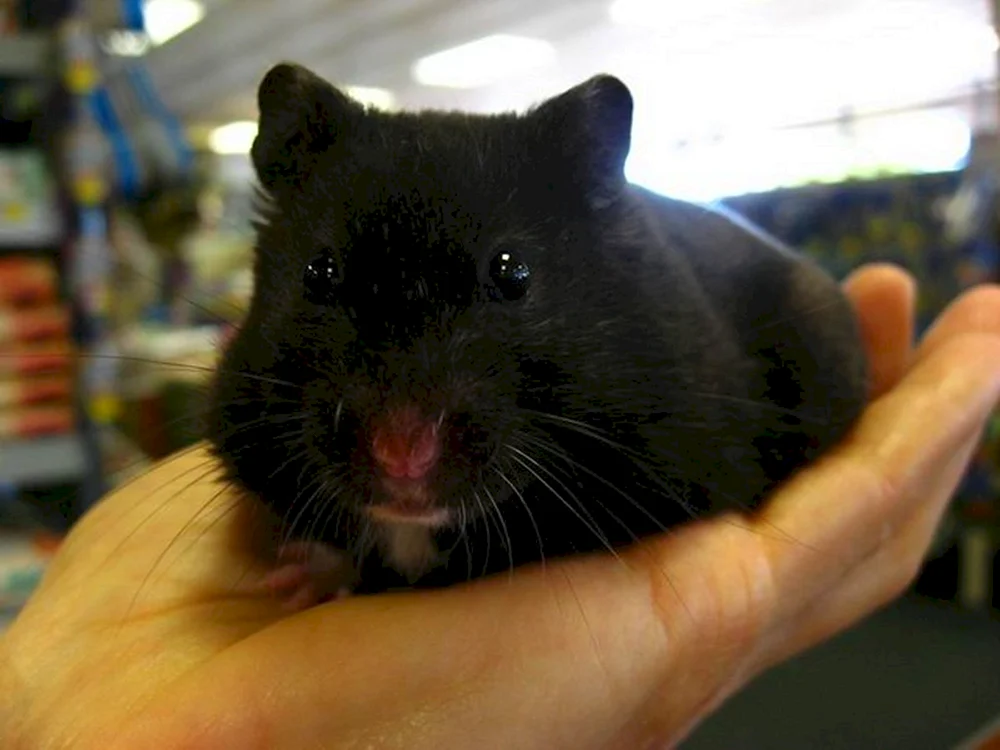 Syrischer Glatthaarhamster schwarz