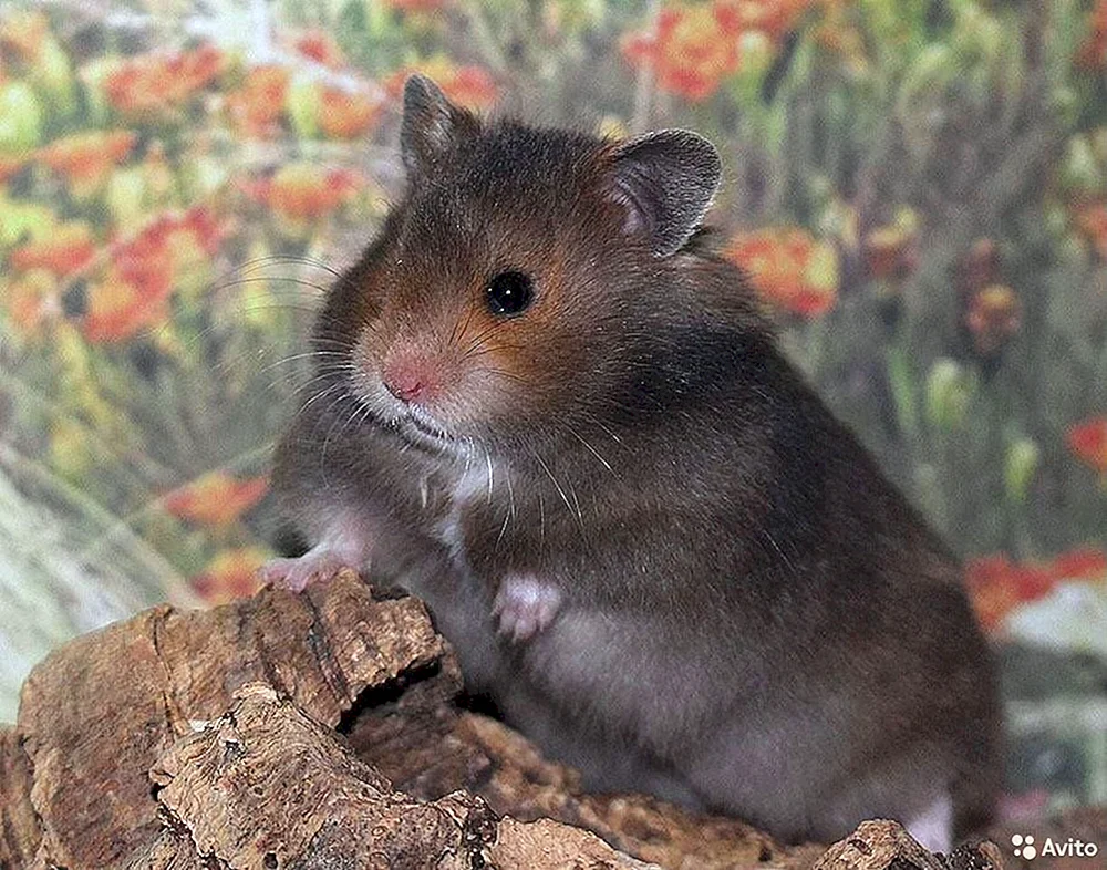 Syrischer Angorahamster