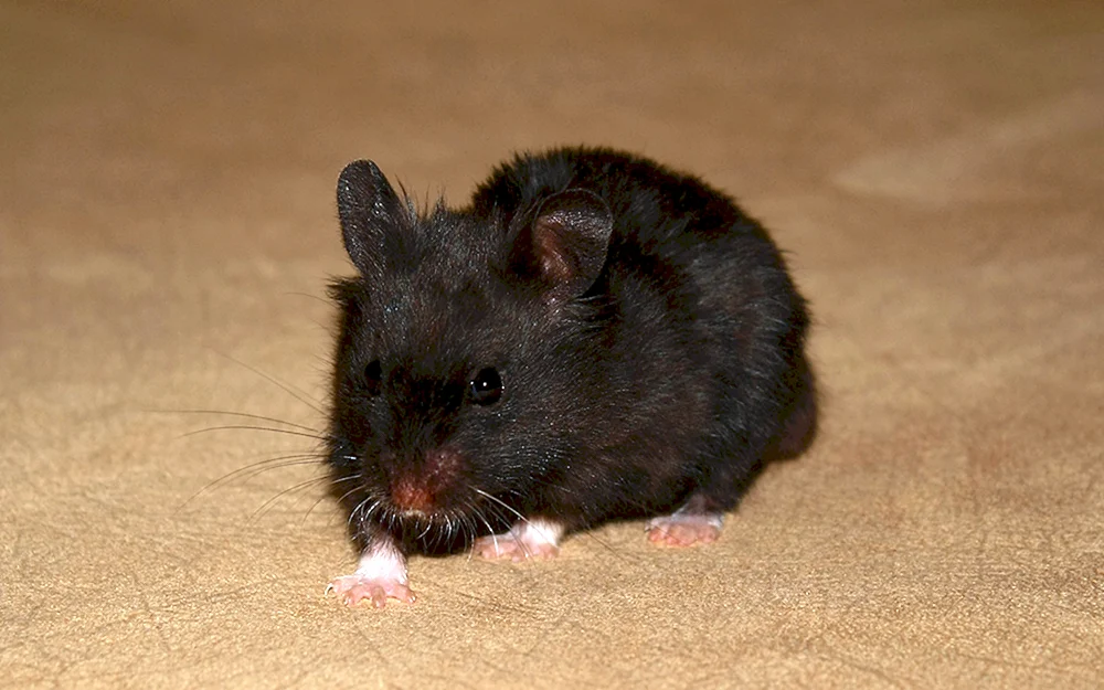 Syrischer Hamster schwarz