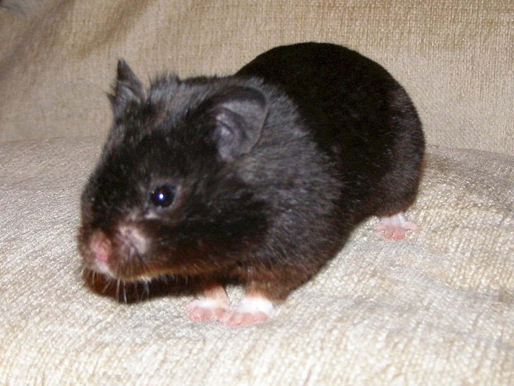 Syrischer Hamster schwarz