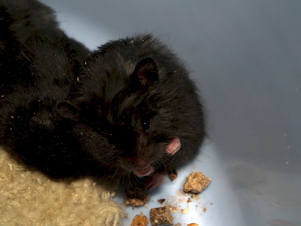 Syrischer Hamster grau