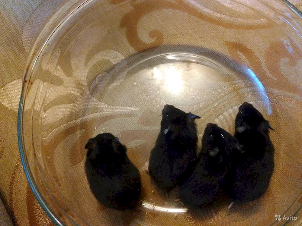 Syrischer Hamster schwarz-weiß