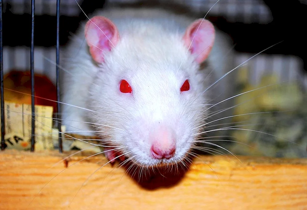 Syrische Ratte. Albino Hamster